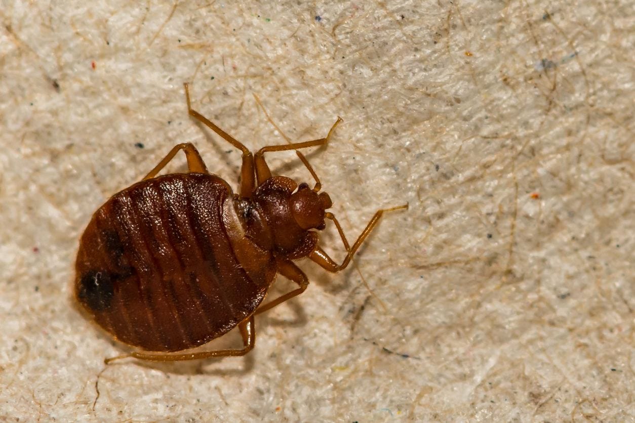 Trusted Bed Bug Extermination Near Me for Complete Removal